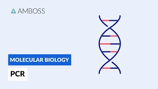 Polymerase Chain Reaction PCR DNA Amplification [upl. by Sikorski]