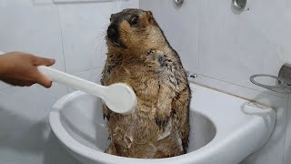 The first time marmot bathed with a brush [upl. by Corsetti425]