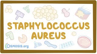 Staphylococcus aureus [upl. by Denver]