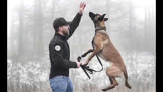 THE BELGIAN MALINOIS  HOW TO TRAIN YOUR PUPPY [upl. by Nesyrb]