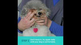 How to Brush Your Dogs Teeth  Small Dog Demo [upl. by Castle]