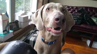 Talking Weimaraner [upl. by Larrad]