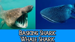 Basking Shark amp Whale Shark  The Differences [upl. by Avner]