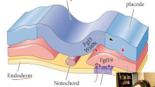 Germ Layers Derivatives  Ectoderm  Mesoderm  Endoderm [upl. by Ailiec]