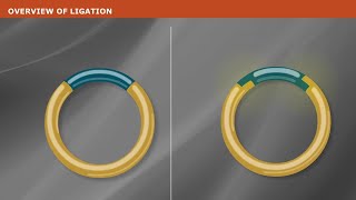 DNA Ligation [upl. by Myrtia]