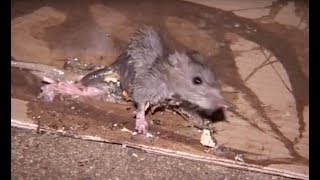 Prolifération de rats à Paris  la vidéo choc [upl. by Aleinad786]