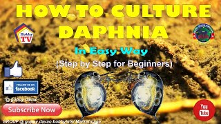 HOW TO CULTURE DAPHNIA In Easy Way [upl. by Nolyarg]