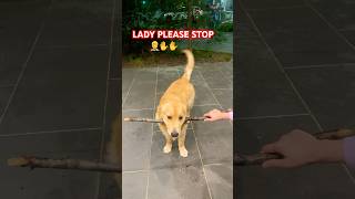 Drop it failsjunior goldenretriever happy dropit love cuteshortsviral shorts trending [upl. by Dreher]