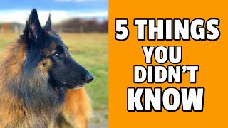 5 Things You Didnt Know about the Belgian Shepherd Dog [upl. by Urban]