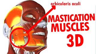 Muscles of Mastication  Jaw And Mandible  Face Anatomy part 3 [upl. by Ahtiek903]