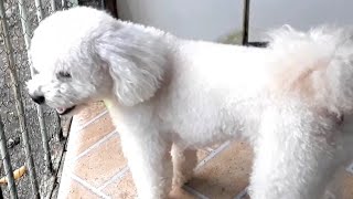 Latido de cachorro poodle [upl. by Ecinreb528]