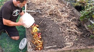 What Happens When You Bury Kitchen Scraps in the Garden [upl. by Margo653]