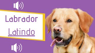 Labrador Latindo BRAVO  Latindo alto [upl. by Maite]