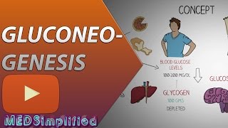 Gluconeogenesis Pathway Made Simple  BIOCHEMISTERY [upl. by Krigsman]