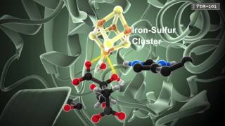 How Enzymes Work from PDB101 [upl. by Yhtnomit1]