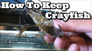 Keeping Freshwater Crayfish [upl. by Wilber]