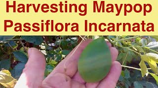 Harvesting Maypop Passiflora Incarnata [upl. by Ahsenat]