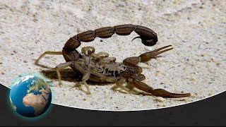 Scorpions  Death on 8 legs [upl. by Mcarthur]