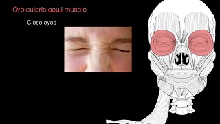 Muscles of facial expression [upl. by Adalai]