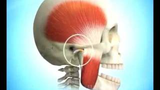 Articulation temporomandibulaire [upl. by Kruse]