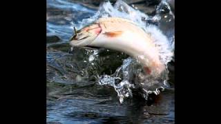 Franz Schubert  The Trout complete [upl. by Odragde608]