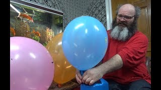 130 Punch Balloon Giant Blow to Pop Tangobaldy Fun [upl. by Yrro573]