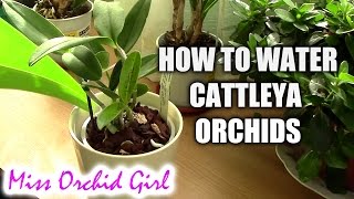 How to water Cattleya orchids  tips for a healthy orchid [upl. by Wolford]